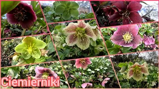 Ciemierniki - Helleborus argutifolius i Helleborus orientalis