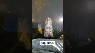 Nap Time? Baby alligator sleeping in my backyard.