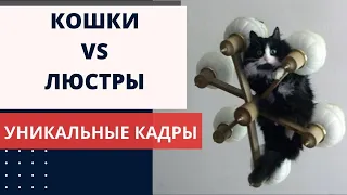 Кот на Люстре Висит. Кошки и Лампа. Приколы с котами