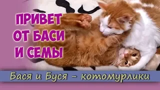 Привет от Баси и Семы. Чем занимаются коты весь день.