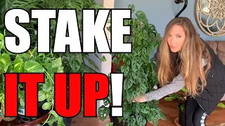 Secrets to Staking Up A Plant!|Stake Up a Pothos!|Best Methods to Stake Up Plant|Giant Staked Plants