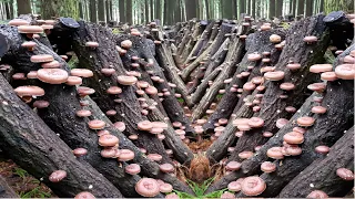 Asian Farmer Produce Millions of Shiitake Mushroom - Shiitake Mushroom Harvesting and Processing