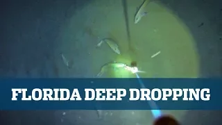 Deep Drop Seminar - Florida Sport Fishing TV - Tilefish Feeding Frenzy