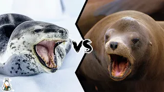 LEOPARD SEAL VS SEA LION - Which Is The Strongest?