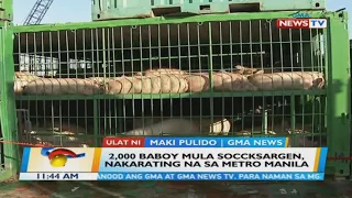 2,000 baboy mula Soccsksargen, nakarating na sa Metro Manila | BT