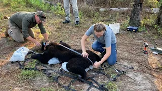 Grad student tags and tracks black bear populations in south Alabama