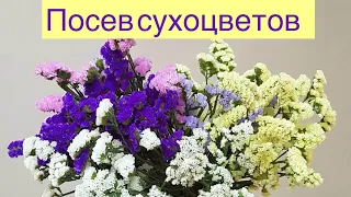 Выращивание сухоцветов. Сеем статицу на рассаду.