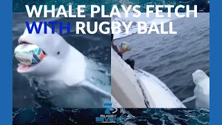 WHALE PLAYS FETCH WITH RUGBY BALL |Viral Video