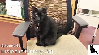 Elsie the Library Cat [Episode 56]