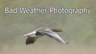 Wildlife Photography: Why you Should Shoot in BAD WEATHER for Great Photos