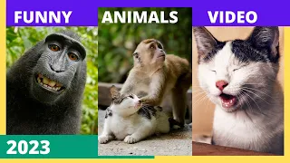 Funny Animals 2023