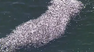 Red tide blamed as 600 tons of dead fish float in Tampa Bay