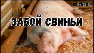 Миллион на свиньях.Забой свиньи.Как мы выявляем охоту у свиноматок.