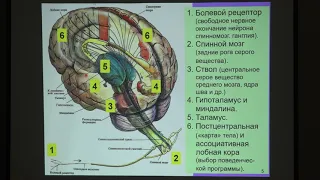 Дубынин В. А. - Физиология потребностей - Мозг и страх