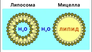 Чем отличаются липосомы и мицеллы?