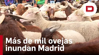 Más de mil ovejas y cabras inundan Madrid en la XXX Fiesta de la Trashumancia