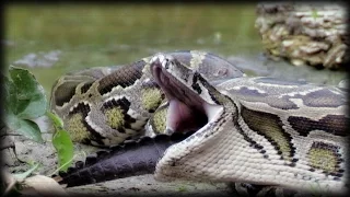 Python Eats Alligator 02 Time Lapse