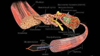 Тренировки по НАУКЕ - Часть 1 - ГИПЕРПЛАЗИЯ МИОФИБРИЛЛ В ГЛИКОЛИТИЧЕСКИХ МВ