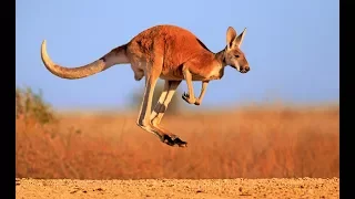 Kangaroo - Australian Kangaroos Documentary (Kangaroo Life)