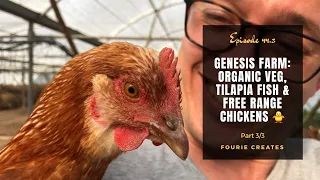 Genesis Farm: Organic veg, tilapia fish & free range chickens