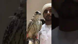 Dubai crown prince with his beautiful eagle #dubaicrownprince #faza #fazza_hamdhanfans