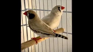 "Zebra Finch" How to breed Zebra FInches step by step.