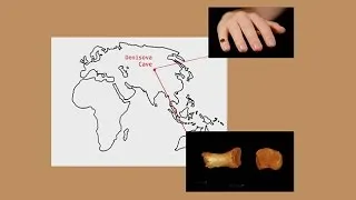 CARTA: Ancient DNA and Human Evolution – Neandertal and Denisovan Genomes and What They Tell Us