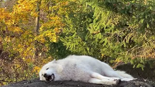 Amazing Wolf Howls Lying Down