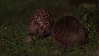 HEDGEHOG MATING 'DANCE'