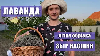 ЛАВАНДА. Збір цвіту лаванди на насіння | Літня обрізка лаванди.