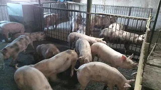 Свині їдуть 🚛 в Умань❗️ Откорм на Горохе ❗️