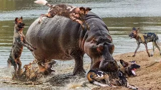 Hippos Alone Attack 50 Wild Dogs | Wild Dog Fight vs Hippo And Hyena | Big Battle Of Wild Dogs