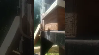 guard bee keeps flies out of swarm box with honey bees coming amazing