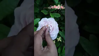 Open Rose in Sugar