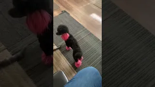 Miniature Poodle Plays with a Cat