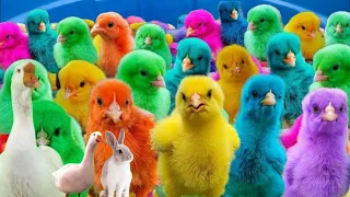 Tangkap Ayam Lucu, Ayam Warna Warni, Ayam pelangi, Ayam Rainbow, Bebek,Kucing,Kelinci,Hewan lucu#101