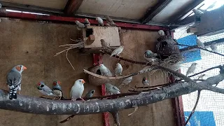 Finches Breeding Colony Breeding Progress Natural Avairy🥚🥚🥚🐣🐥