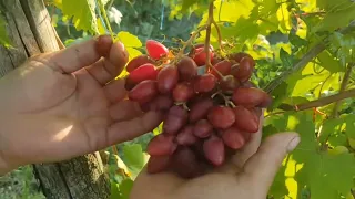 Виноград кишмиш Аккорд 🍇🍇🍇Калугина В.М. Видео от автора. Новинка винограда 2023.