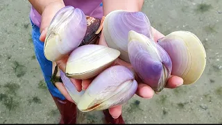 After the typhoon, queen pearl shells and golden pearl shells spread all over the beach. Gems