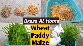 How To Grow Wheatgrass | Paddy Grass | Maize Grass At Home Without Soil For Rabbits Hydroponically