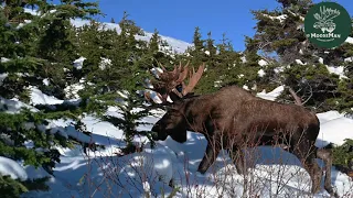 Impressive Bull Moose on the Hunt for a Cow Left Hook Returns! | MooseMan Video Photography Calendar