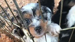 Micro Mini Aussiedoodle puppies!