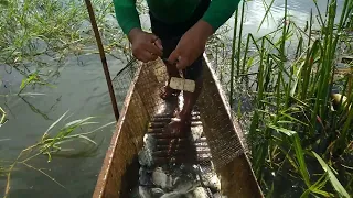 Sobrang Dami Ng Tilapya.Metal Screen Fish Trap.