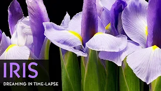 Purple Iris Flowers Blooming - Daily Time-lapse Clip