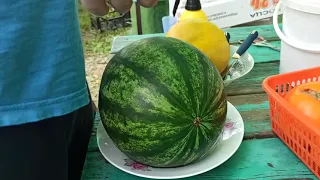 #gardener  Bostan's super watermelon grafted onto gymnospermous pumpkin and KS 7049 melons ripened