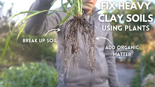 Fix Heavy Clay Garden Soil Using Plants (EASY, LOW-WORK)