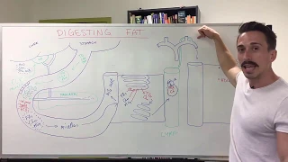 Fat Digestion - Lipolysis & Lipid Transport