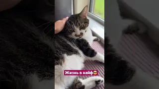 Без кота и жизнь не та 😁Буба