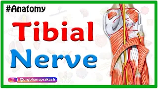 Tibial Nerve Anatomy Animation USMLE Step 1 : Origin,  Course, Branches, Tarsal tunnel syndrome