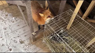 Alice the fox. Lisa is entitled to rest after visiting the clinic.